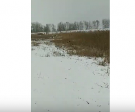 Кайсар из Вольного ветра. Питомник эпаньол бретонов «Вольный Ветер»