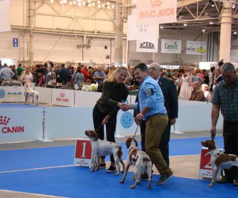 Results from EURODOGSHOW 2017  Kennel Epagneul Breton "Iz Volnogo Vetra"