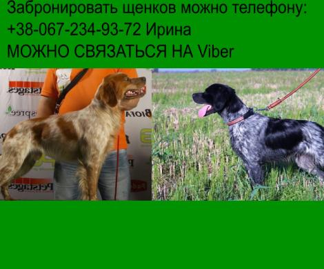 Внимание! В питомнике родились щенки