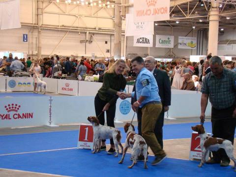 Results from EURODOGSHOW 2017  Kennel Epagneul Breton "Iz Volnogo Vetra"