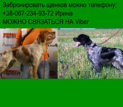 Внимание! В питомнике родились щенки