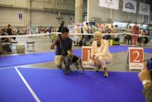Международная выставка собак всех пород